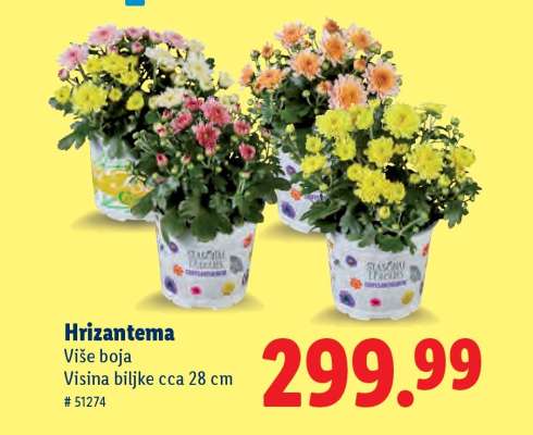 Hrizantema