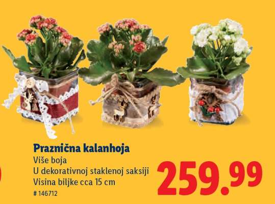 Praznična kalanhoja