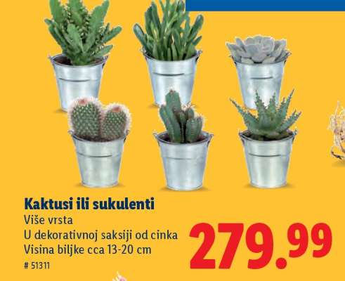 Kaktusi ili sukulenti