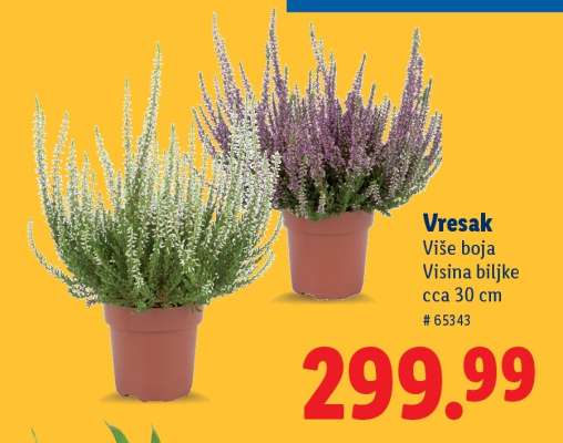 Vresak
