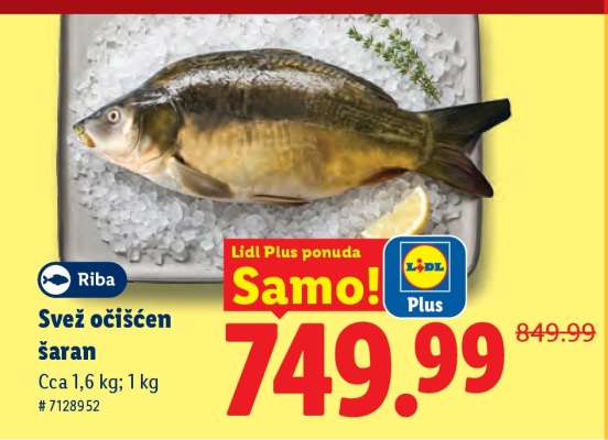 Svěž očištěn šaran