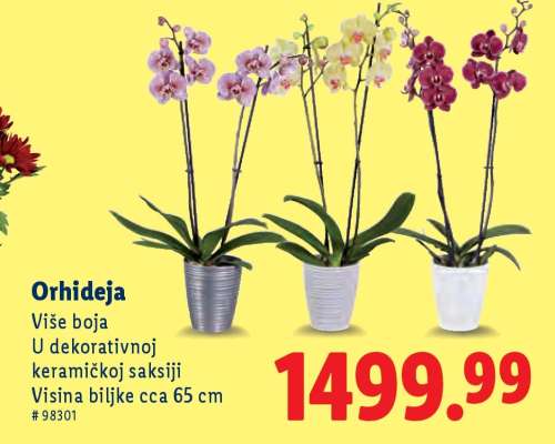 Orhideja