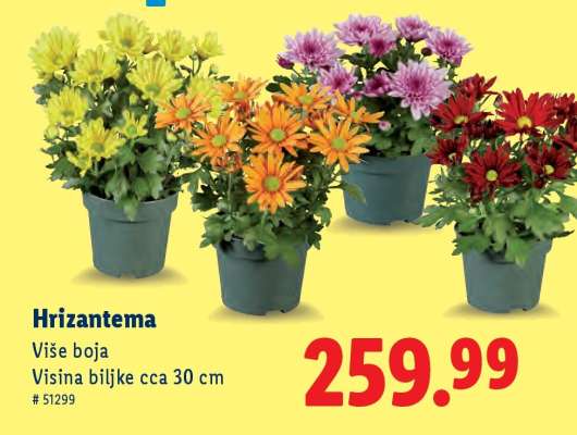 Hrizantema