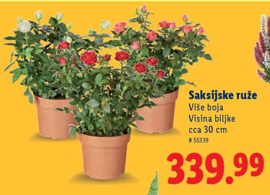 Saksijske ruže