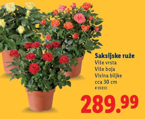 Saksijske ruže