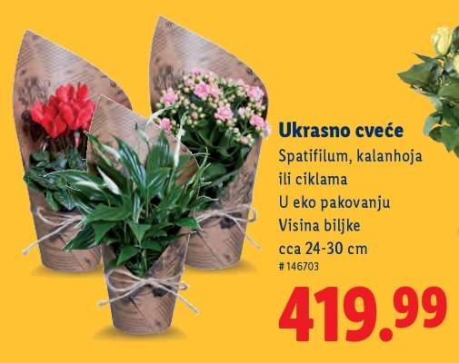 Ukrasno cveće