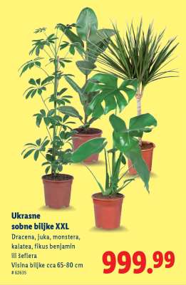 Ukrasne sobne biljke XXL