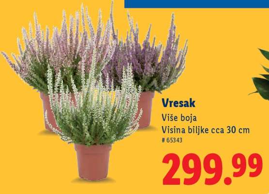 Vresak