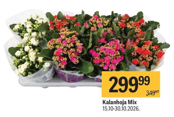 Kalanhoja Mix