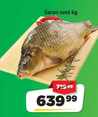 Šaran svež kg