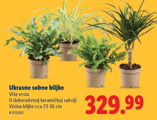Ukrasne sobne biljke