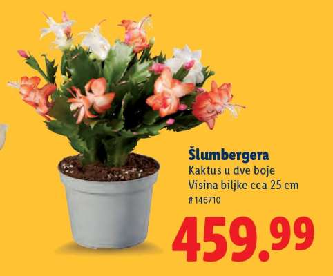 Šlumbergera