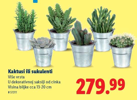 Kaktusi ili sukulenti