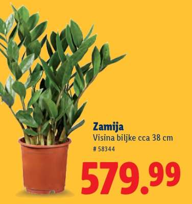 Zamija