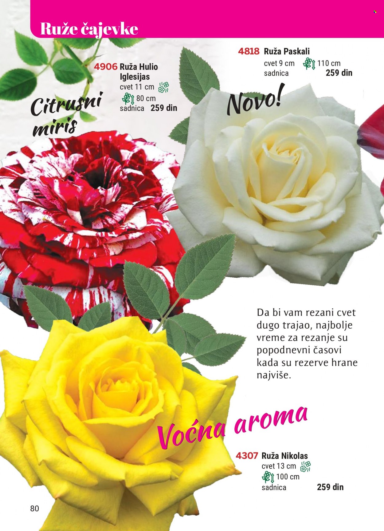 Flora Ekspres katalog - Proizvodi na akciji - ruže. Stranica 80.